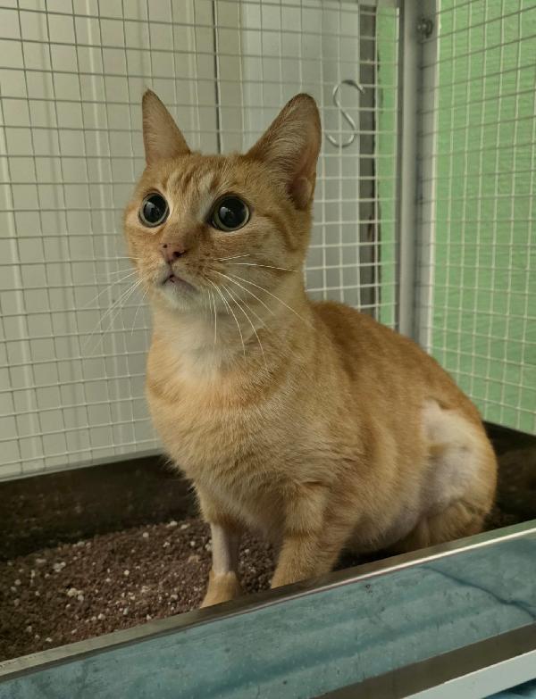 REGINA GATTINA ROSSINA Foto 3